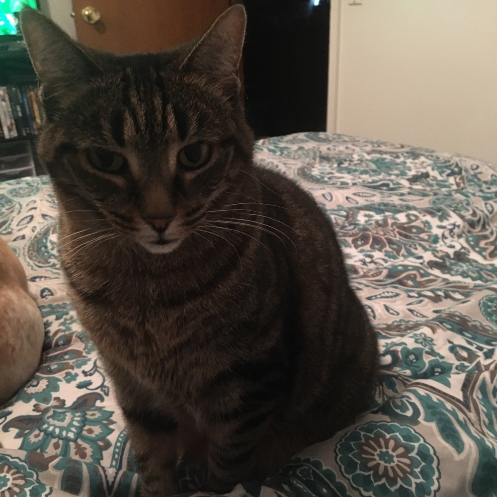 Meet your Posher, Shana